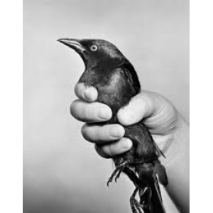 holdmybird