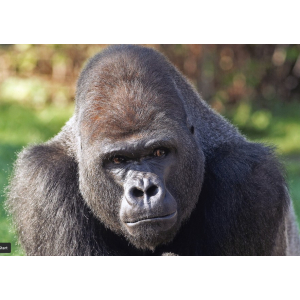 big_gorilla