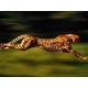 madspeedy's Picture